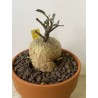 Fockeas edulis n°18