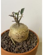 Fockeas edulis n°18