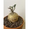 Fockeas edulis n°18
