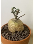 Fockeas edulis n°18