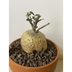Fockeas edulis n°18