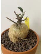 Fockeas edulis n°18