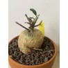 Fockeas edulis n°18
