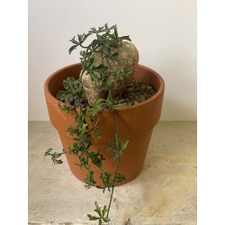 Kedrostis africana n°1 - Circonf. : .. cm