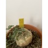 Kedrostis africana n°1 - Circonf. : .. cm