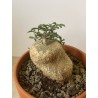 Kedrostis africana n°1 - Circonf. : .. cm
