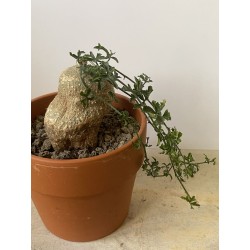 Kedrostis africana n°1 - Circonf. : .. cm