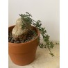 Kedrostis africana n°1 - Circonf. : .. cm
