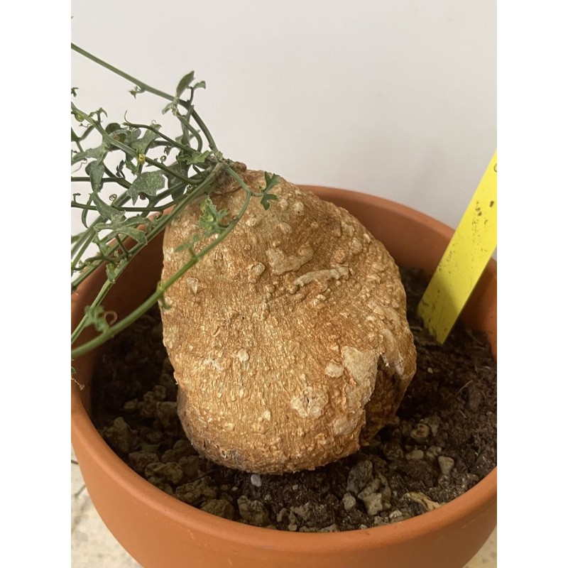 Kedrostis africana n°2 - Circonf. : .. cm Kedrostis africana n°2 - Circonf. : .. cm