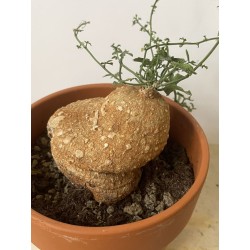 Kedrostis africana n°2 - Circonf. : .. cm