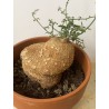 Kedrostis africana n°2 - Circonf. : .. cm