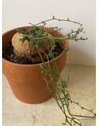 Kedrostis africana n°2 - Circonf. : .. cm