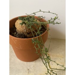 Kedrostis africana n°2 - Circonf. : .. cm