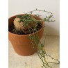 Kedrostis africana n°2 - Circonf. : .. cm