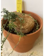Kedrostis africana n°2 - Circonf. : .. cm