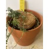 Kedrostis africana n°2 - Circonf. : .. cm