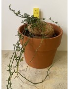 Kedrostis africana n°2 - Circonf. : .. cm