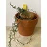 Kedrostis africana n°2 - Circonf. : .. cm
