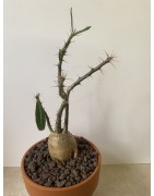 Pachypodium succulentum n°1