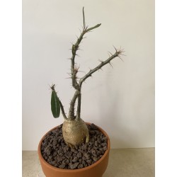 Pachypodium succulentum n°1