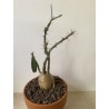 Pachypodium succulentum n°1
