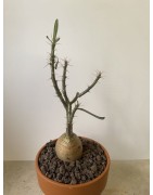 Pachypodium succulentum n°1