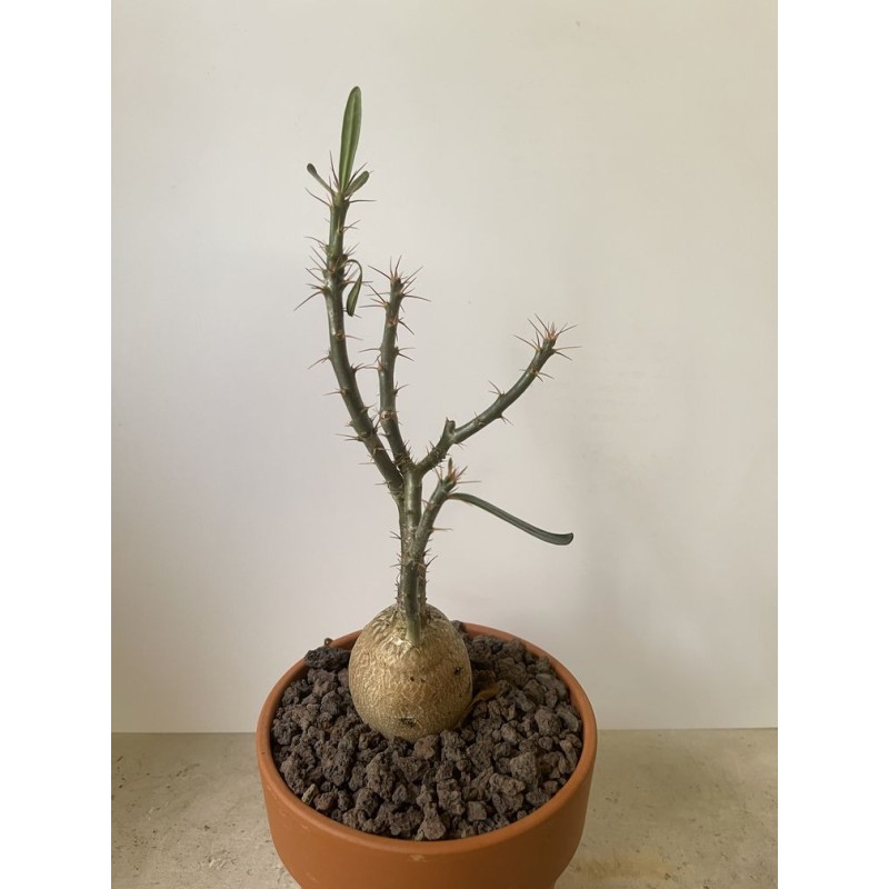 Pachypodium succulentum n°1 Pachypodium succulentum n°1