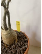 Pachypodium succulentum n°1