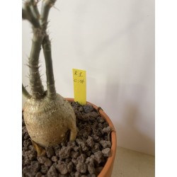 Pachypodium succulentum n°1