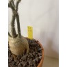 Pachypodium succulentum n°1