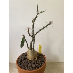 Pachypodium succulentum n°1
