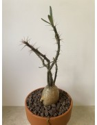 Pachypodium succulentum n°1