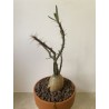 Pachypodium succulentum n°1