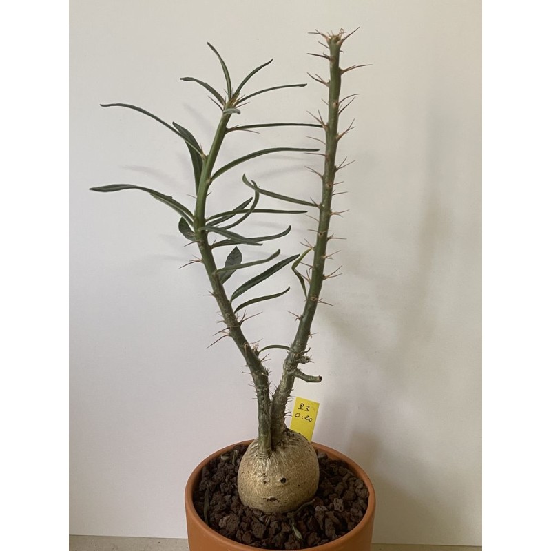 Pachypodium succulentum n°3 Pachypodium succulentum n°3