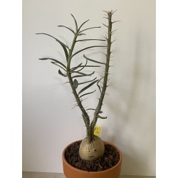 Pachypodium succulentum n°3
