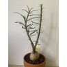 Pachypodium succulentum n°3