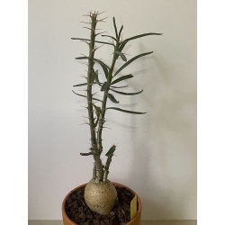 Pachypodium succulentum n°3