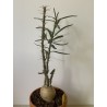 Pachypodium succulentum n°3