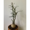 Pachypodium succulentum n°3