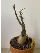 Pachypodium succulentum n°4