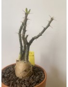 Pachypodium succulentum n°4