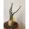 Pachypodium succulentum n°4