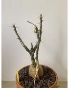 Pachypodium succulentum n°4