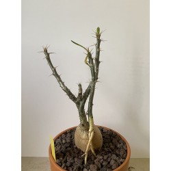 Pachypodium succulentum n°4