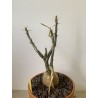 Pachypodium succulentum n°4