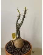 Pachypodium succulentum n°4