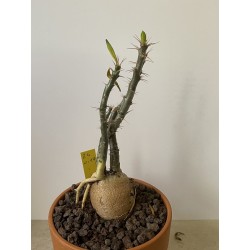 Pachypodium succulentum n°4