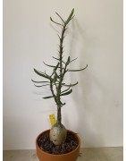Pachypodium succulentum n°5