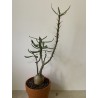 Pachypodium succulentum n°5