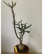 Pachypodium succulentum n°5